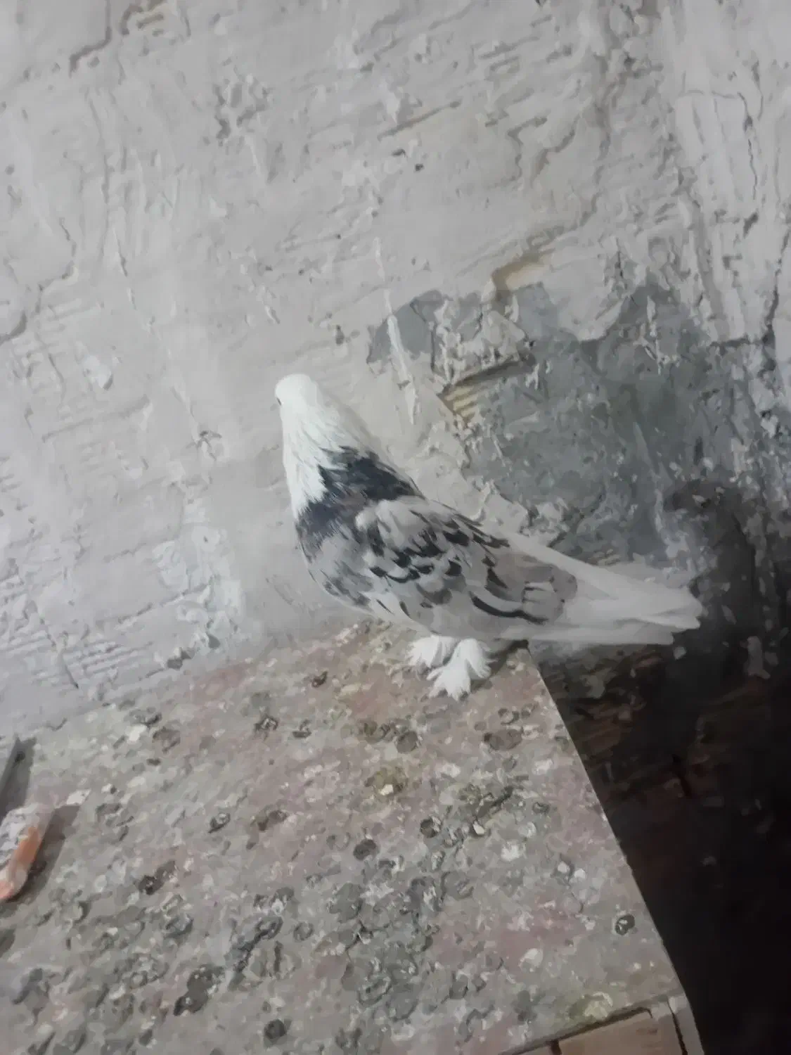 کفتر|پرنده|شهریار, شهرک امیریه|دیوار