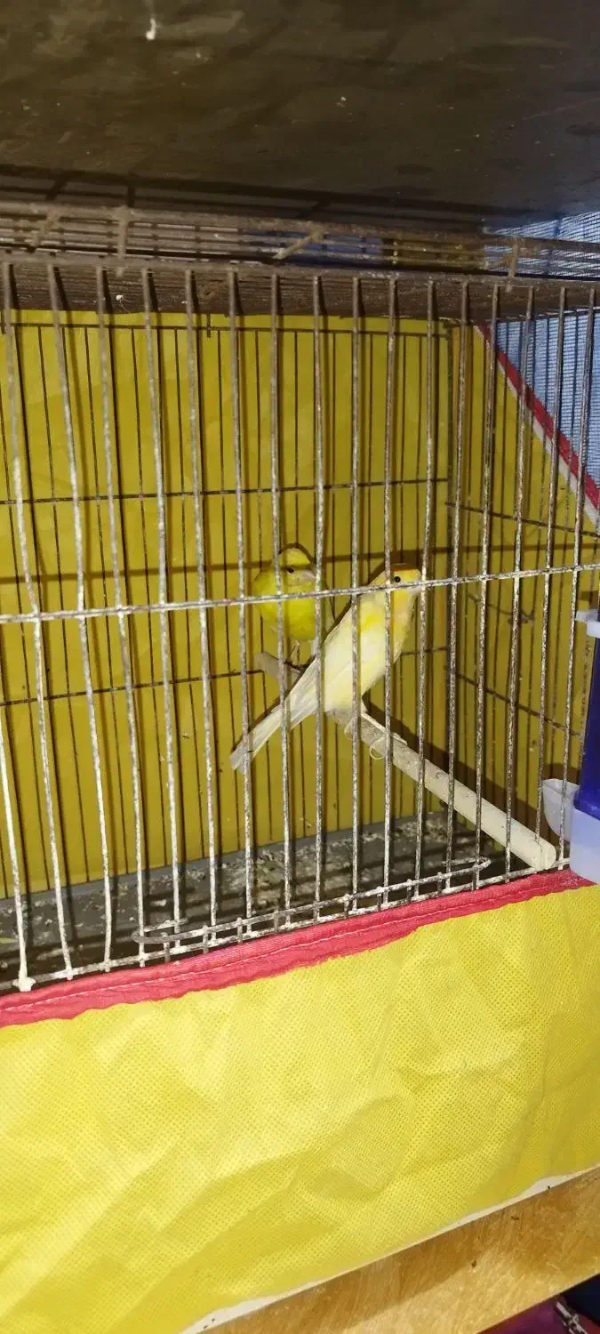 پرنده|پرنده|بندر امام خمینی, |دیوار