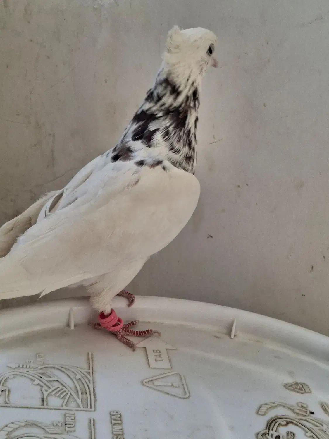 کبوتر طوقی|پرنده|کاشمر, |دیوار