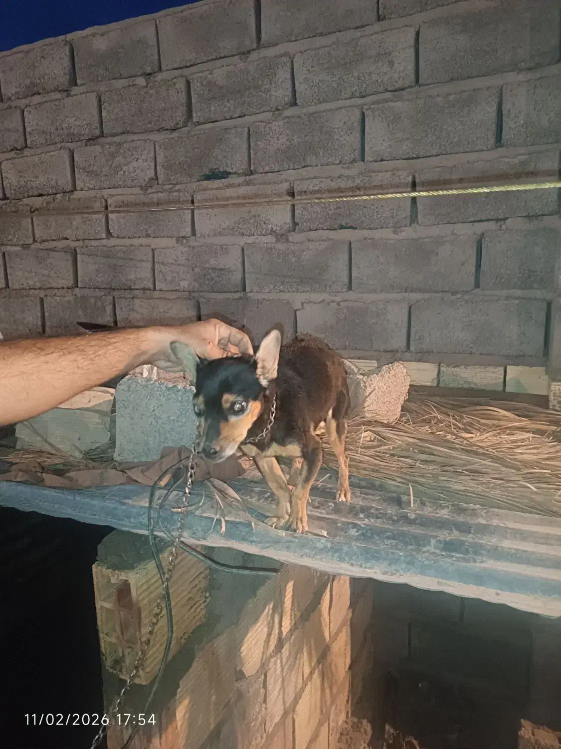 سگ پا کوتاه|سگ|بم, |دیوار