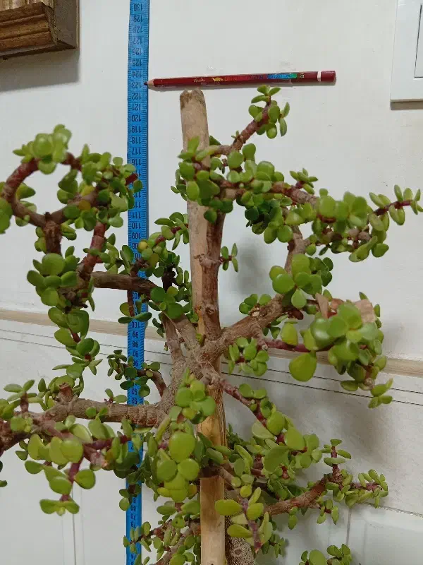 گل خرفه ای|گل و گیاه طبیعی|قرچک, محمد آباد|دیوار