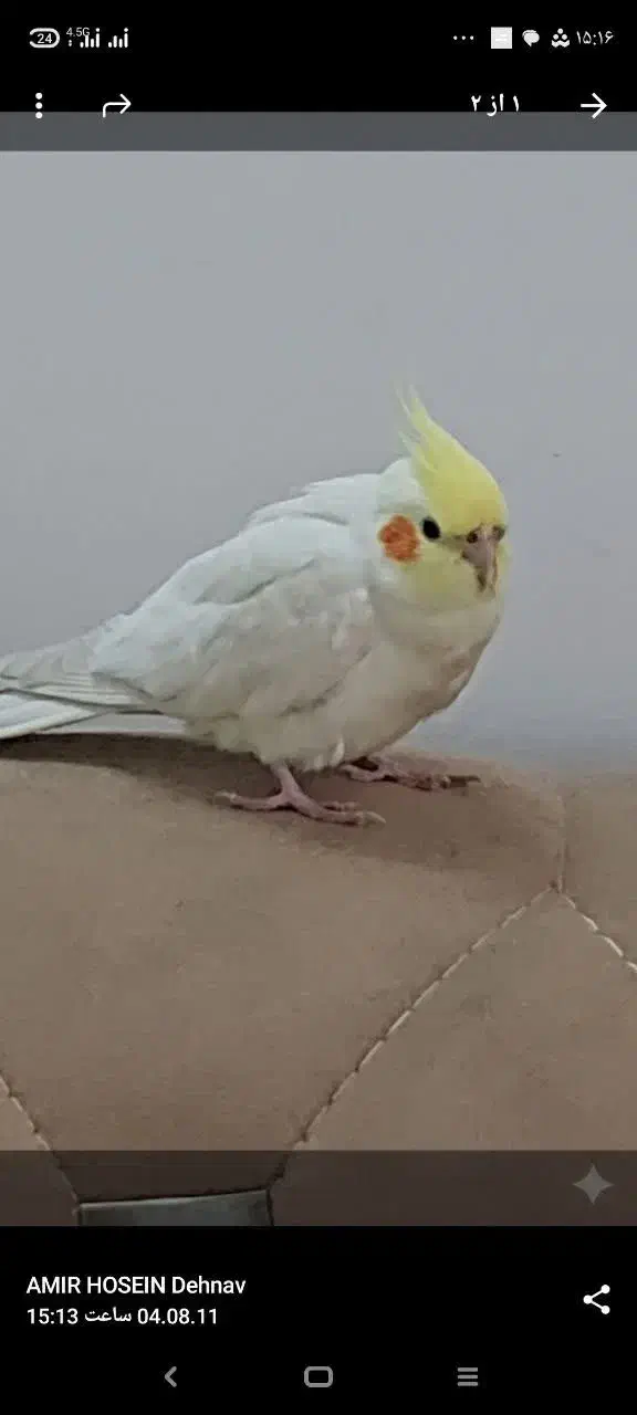 گمشده|حیوانات|نیشابور, کوی فرهنگیان|دیوار