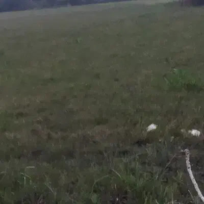 شالیزار نزدیک 6هزار متر بر آسفالت در لوندویل|فروش زمین و ملک کلنگی|آستارا, |دیوار