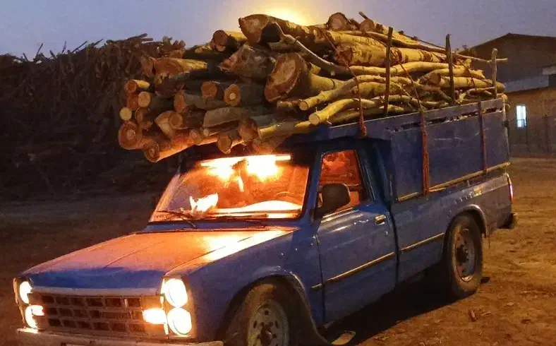 خریدار درخت حتی در روز تعطیل نقدی|خدمات باغبانی و درختکاری|علیآباد کتول, |دیوار