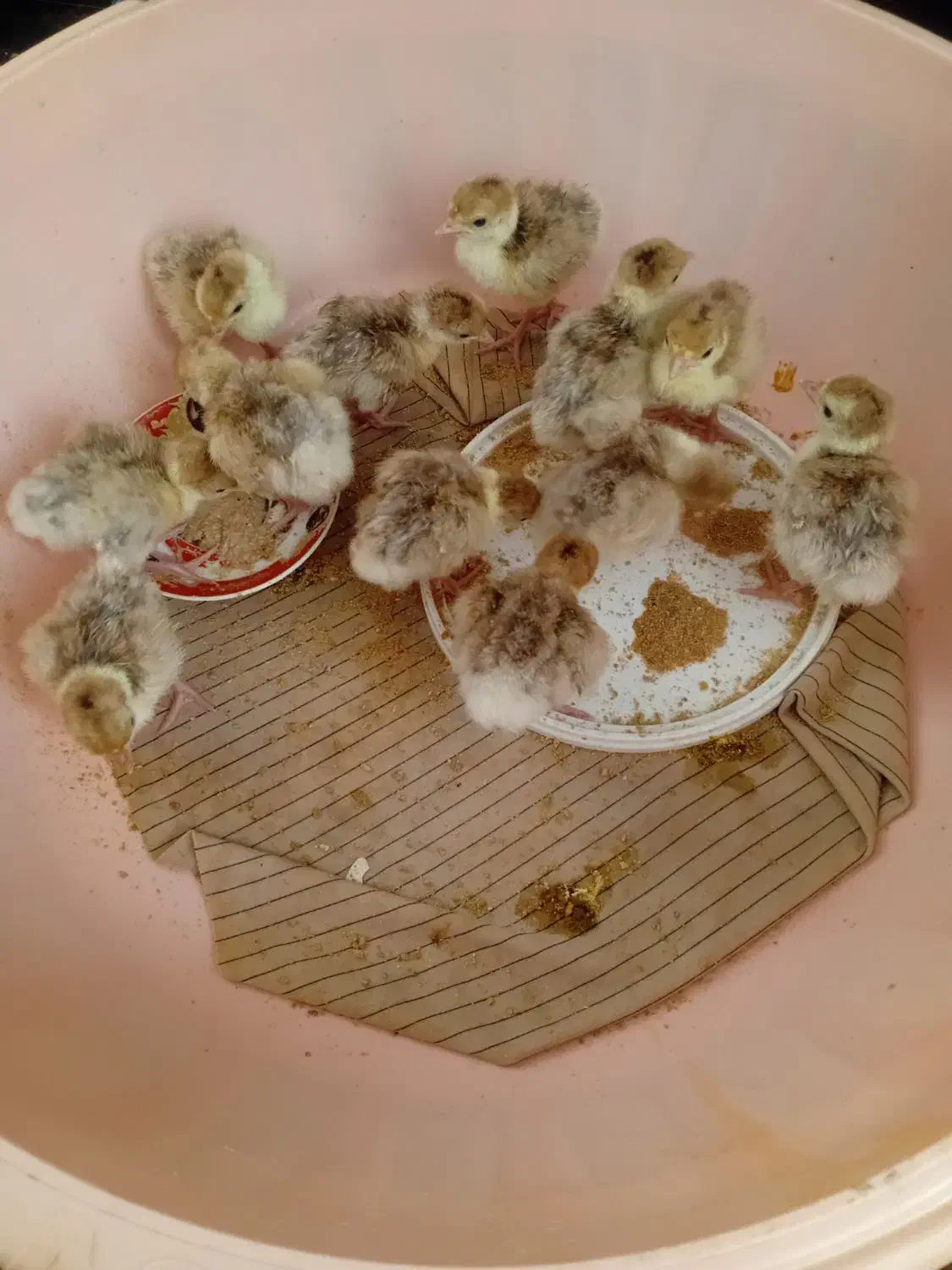 جوجه بوقلمون بوربون آلمانی|حیوانات مزرعه|سیلاخور, |دیوار