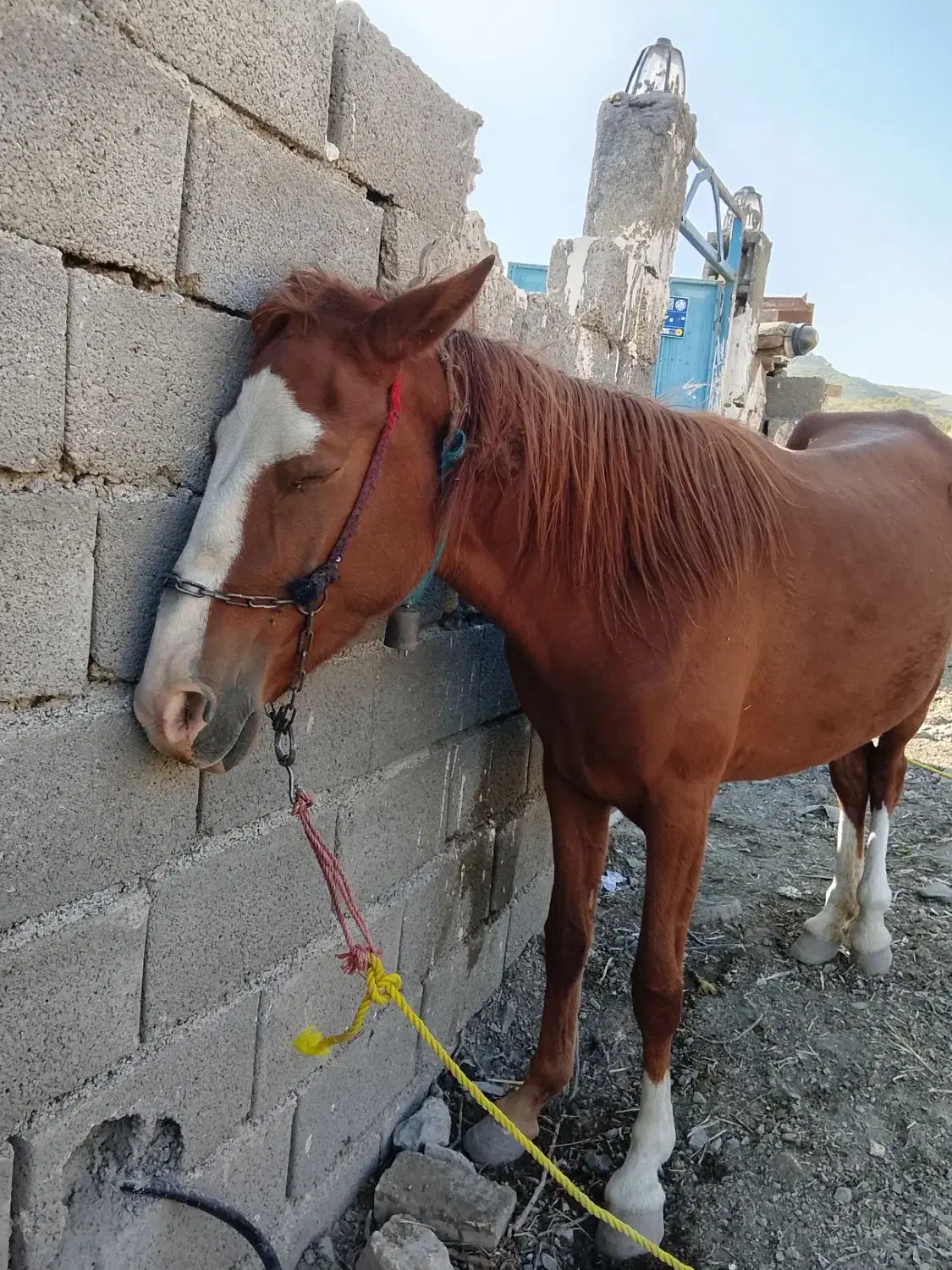 فروش اسب|اسب و تجهیزات اسب‌سواری|زاینده رود, |دیوار