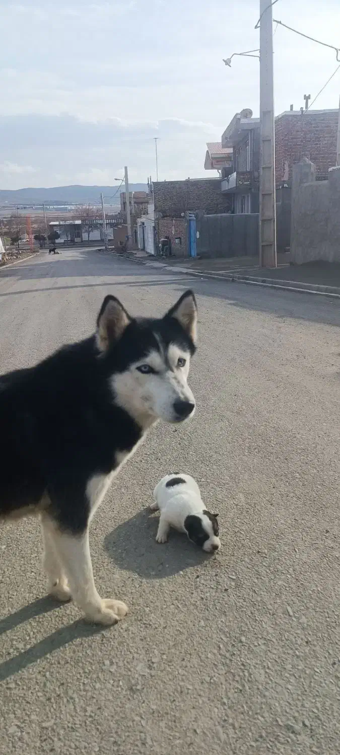 سگ هاسکی|سگ|ایواوغلی, |دیوار