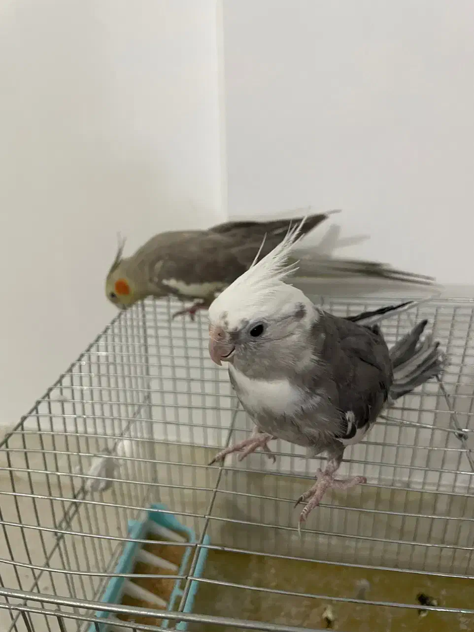 عروس هلندی وایت فیس جم|پرنده|جم, |دیوار