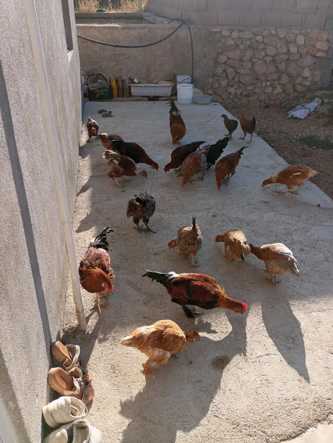 فروش مرغ و خروس محلی|حیوانات مزرعه|یاسوج, |دیوار