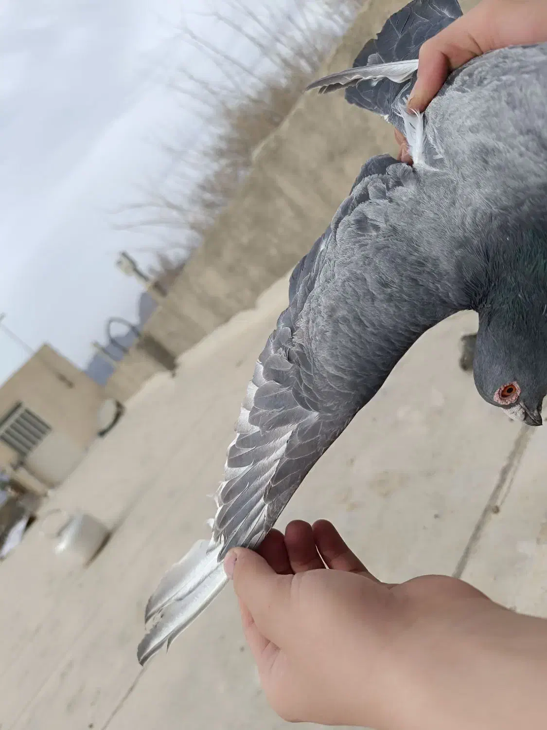 کبوتر سوری|پرنده|مهریز, |دیوار