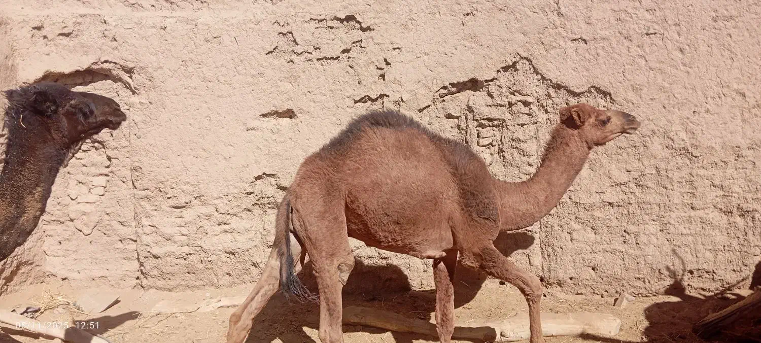 شتر|حیوانات مزرعه|نهبندان, |دیوار