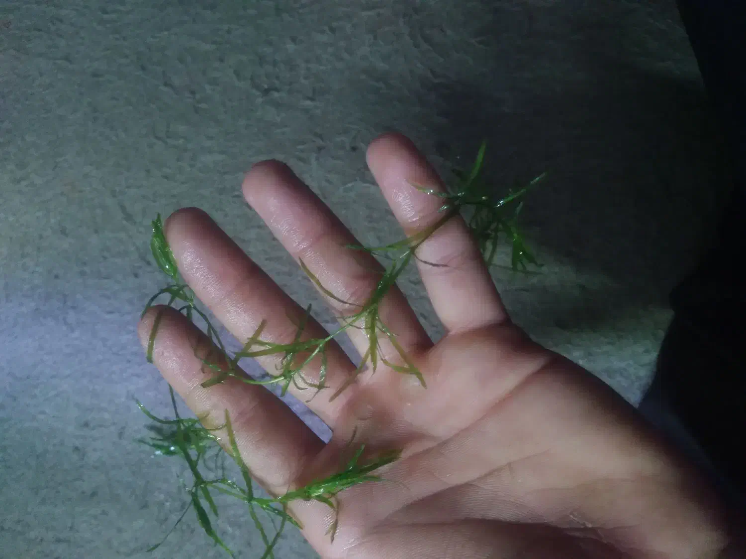 گیاه|ماهی|شیراز, فاضل|دیوار