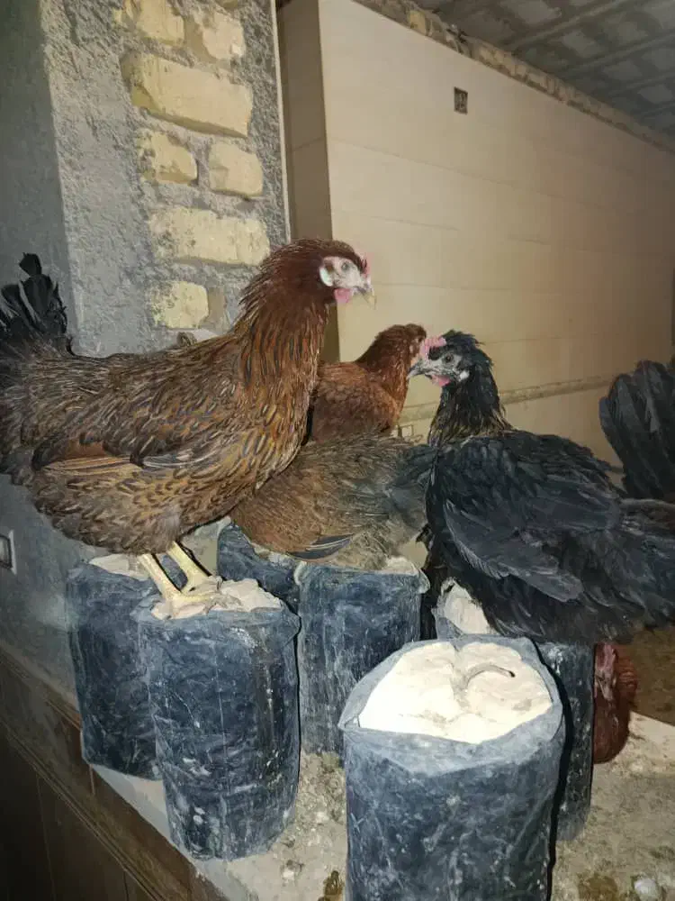 مرغتخم گزار و خروس|حیوانات مزرعه|جنت, |دیوار