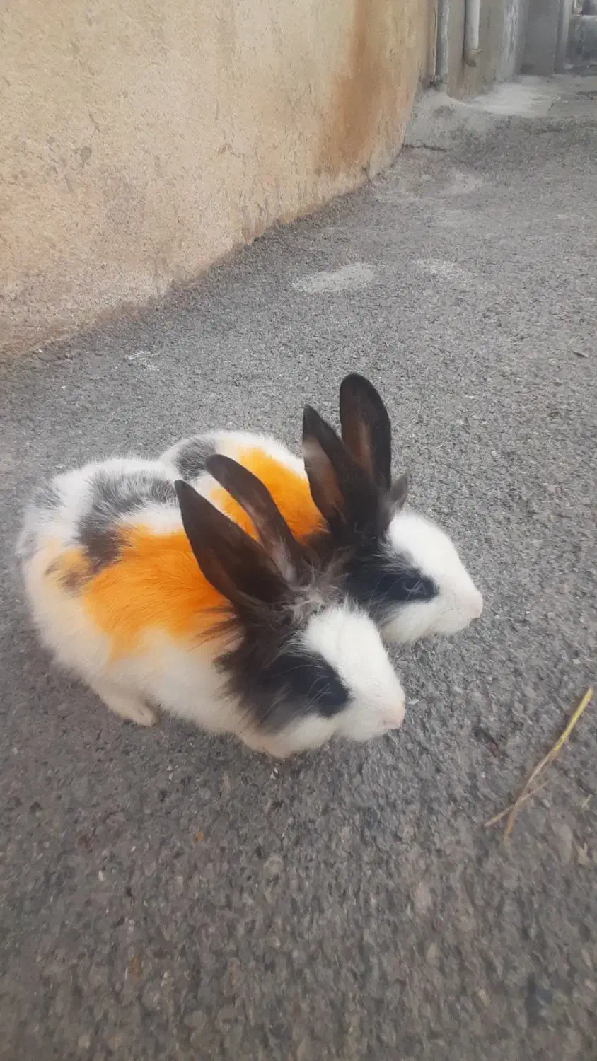 خرگوش لوپ نروماد|موش و خرگوش|کرمانشاه, |دیوار