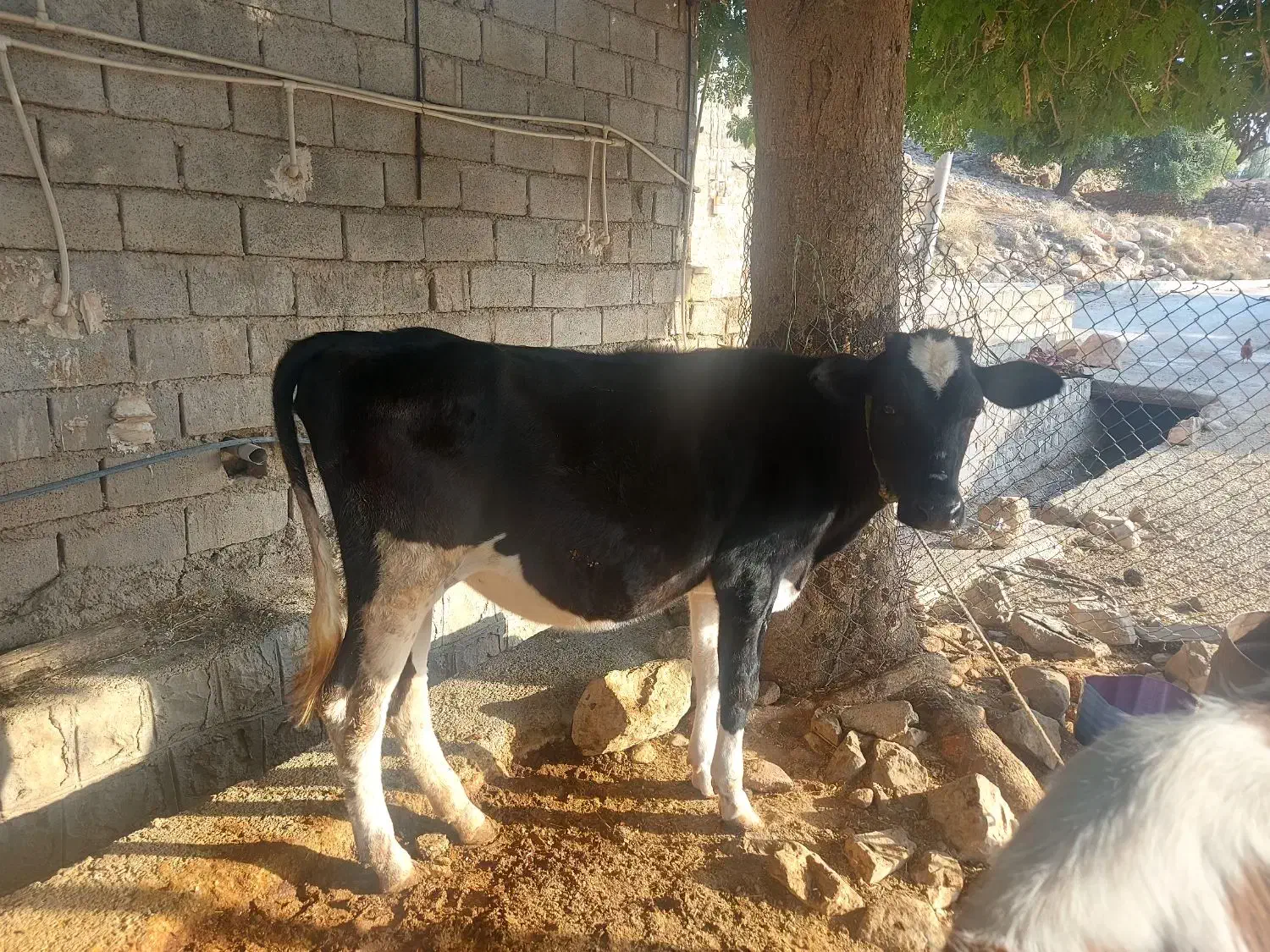 ۲عدد گوساله ماده|حیوانات مزرعه|اندیمشک, |دیوار