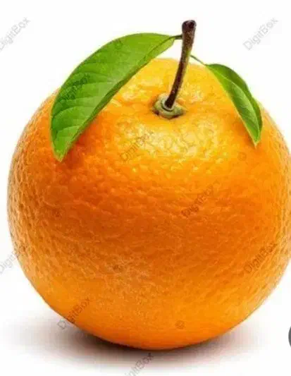 فروش پرتقال|حراج|قائم‌شهر, |دیوار