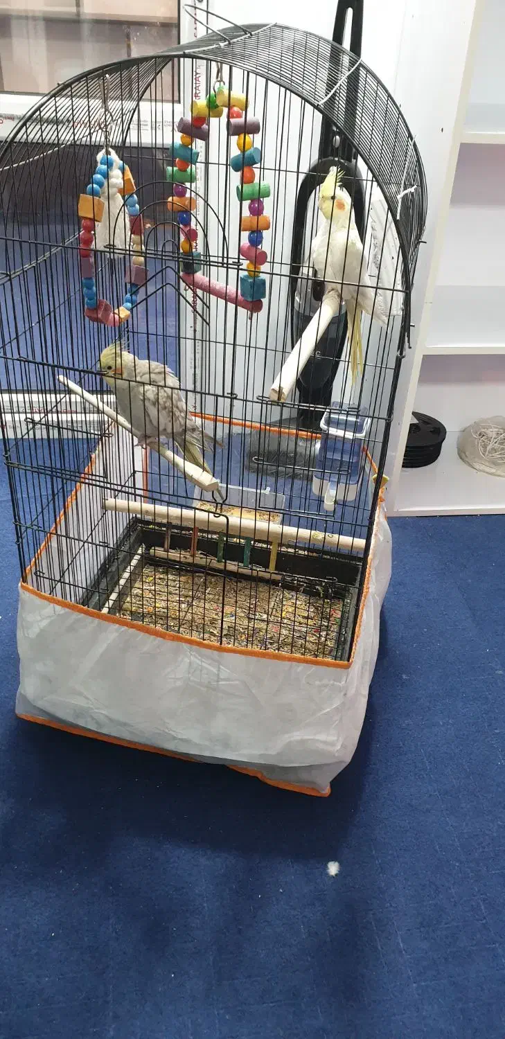 عروس هلندی|پرنده|پاکدشت, خاتون آباد|دیوار