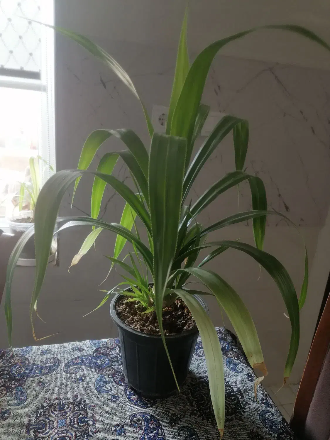 گل های طبیعی|گل و گیاه طبیعی|بندر کنگان, |دیوار