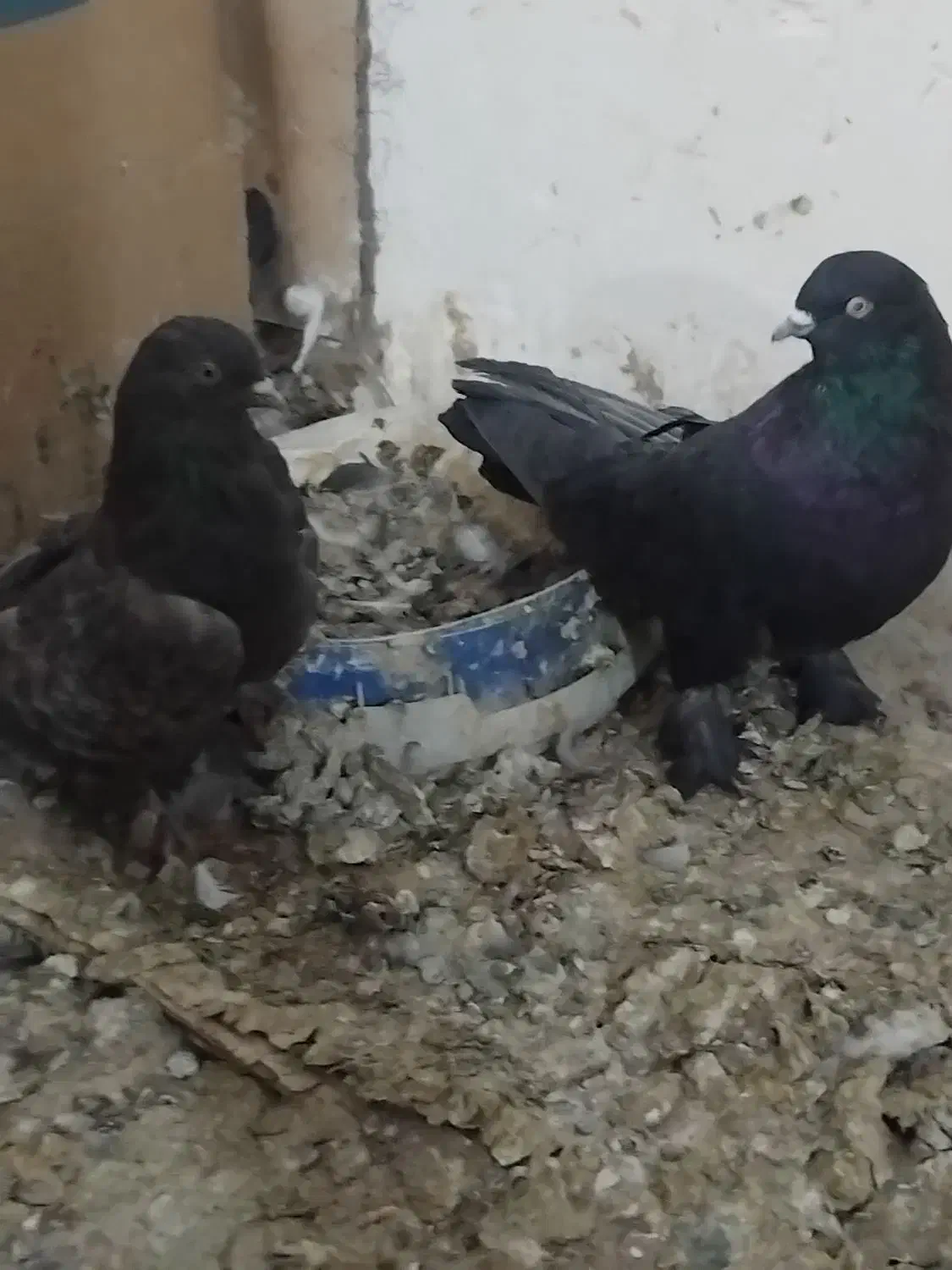 کبوتر پور اصفهان|پرنده|نجفآباد, شهدای غربی|دیوار