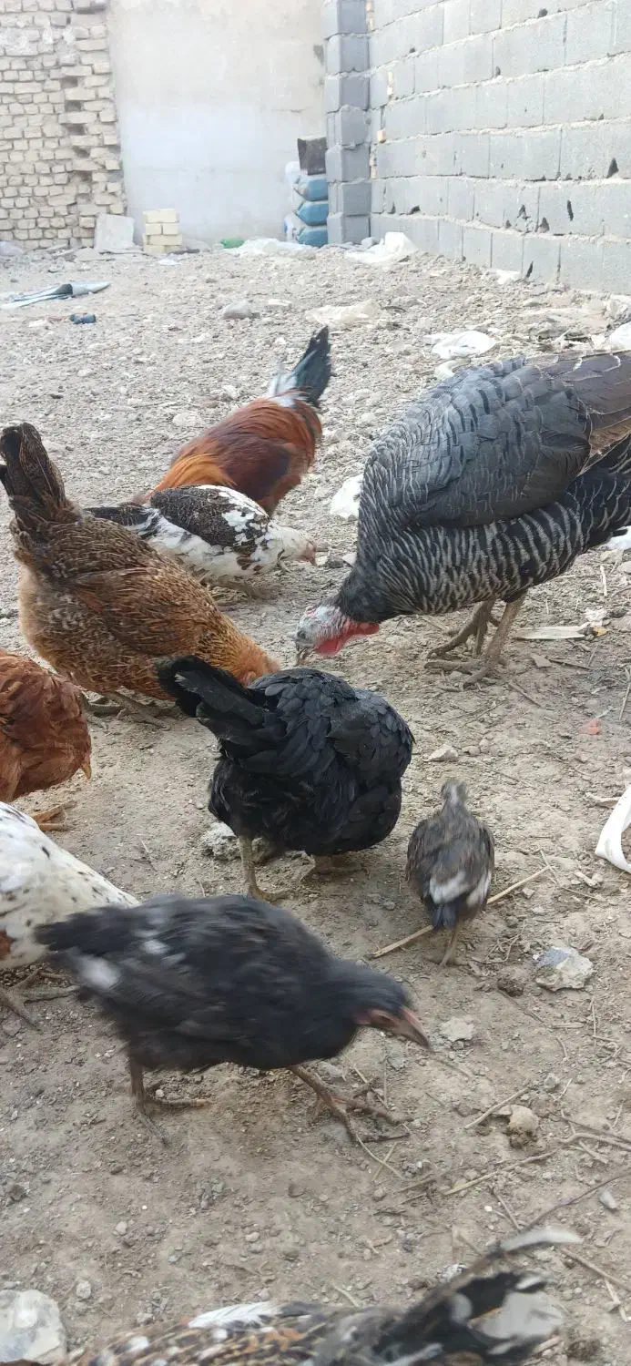 مرغ|حیوانات مزرعه|اصفهان, زیار|دیوار