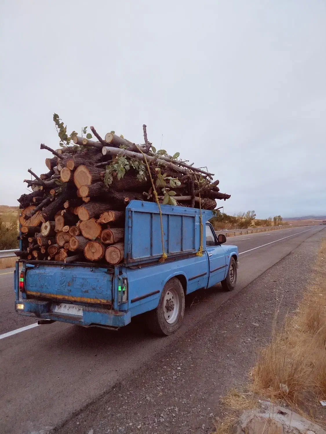 خرید درخت خرید چوب قطع برش تر وخشک|خدمات باغبانی و درختکاری|اهر, |دیوار