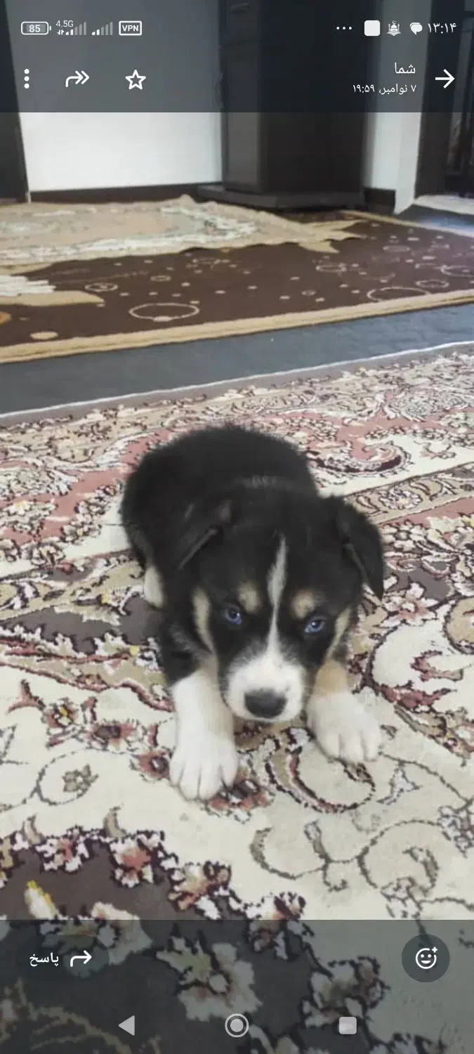 سگ. هاسگی|سگ|چالوس, |دیوار