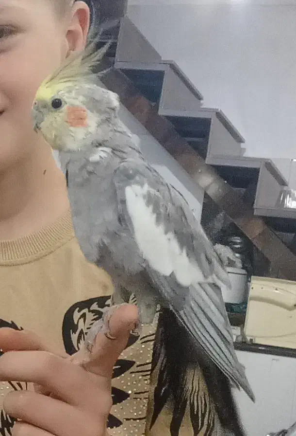 عروس هلندی گمشده|حیوانات|اردبیل, |دیوار