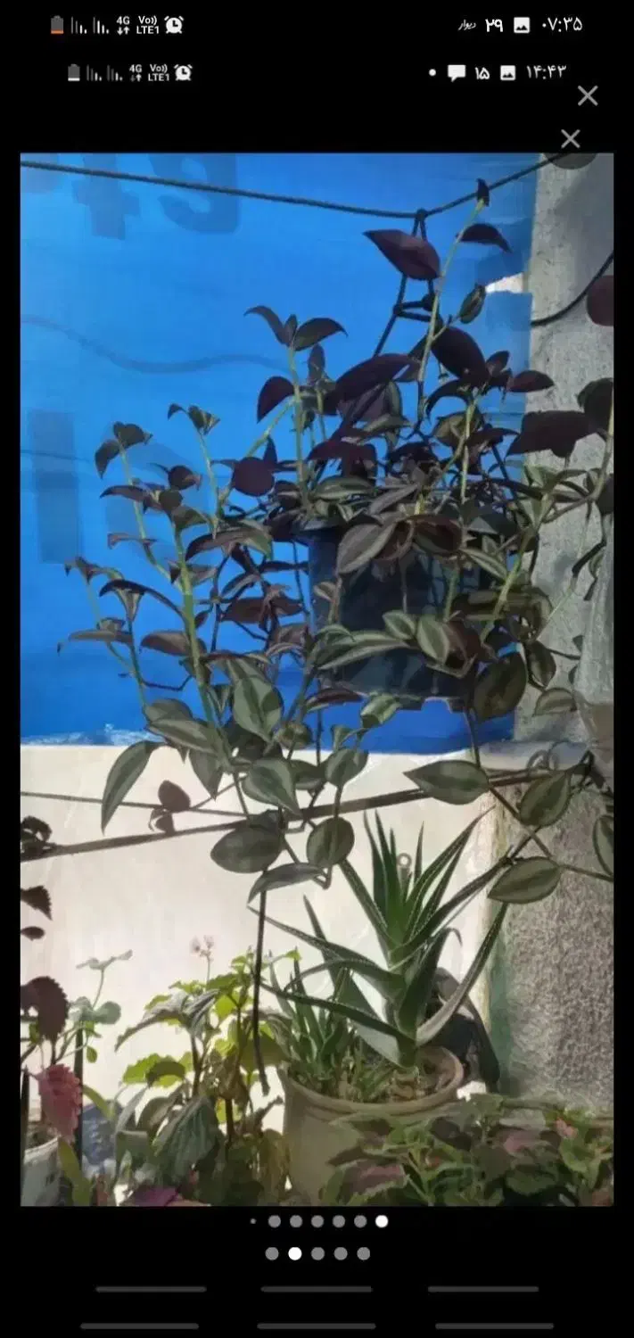 حراج گل (زیباشهر)|گل و گیاه طبیعی|محمدیه-قزوین, |دیوار