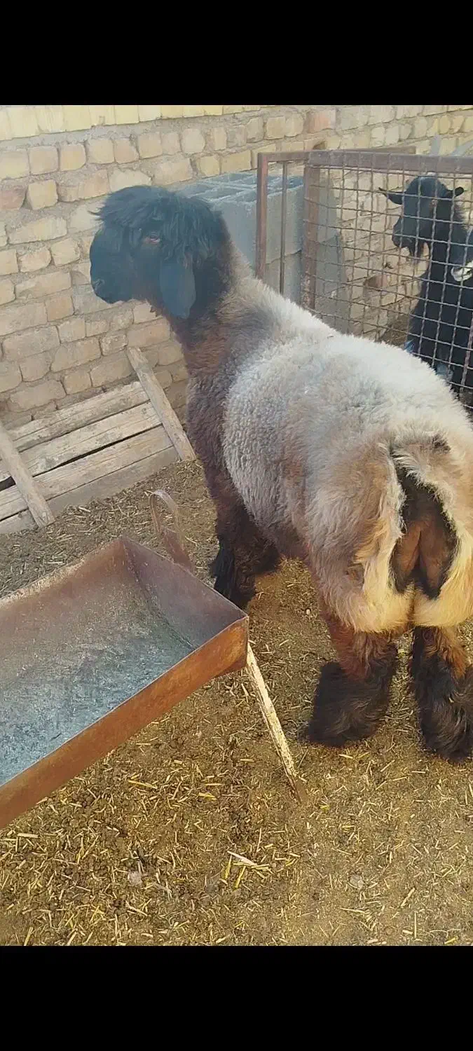 بره قوچی|حیوانات مزرعه|مرودشت, ثبت احوال|دیوار