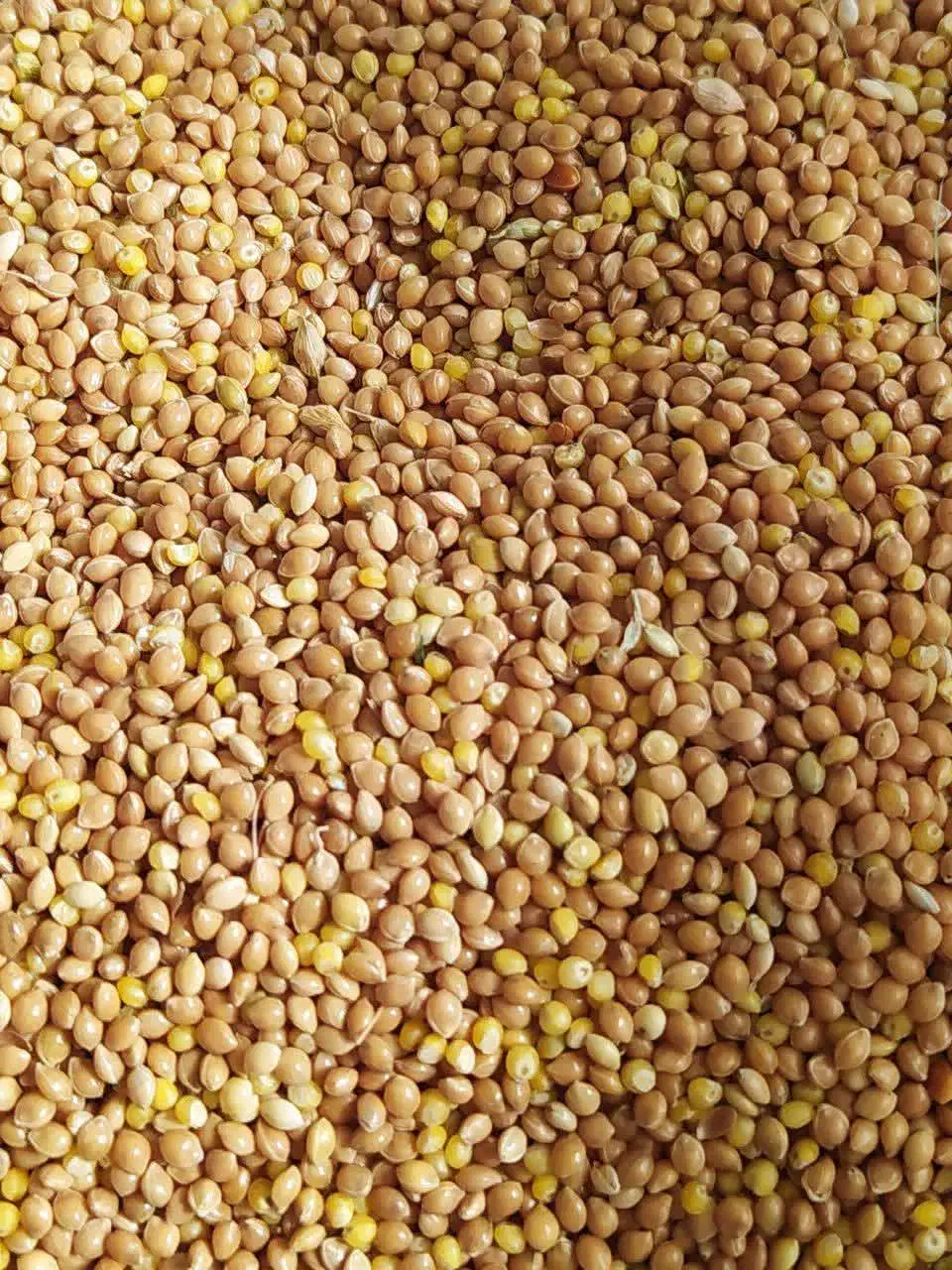 ارزن اوکراینی ومحلی|لوازم جانبی حیوانات|آفتاب, |دیوار