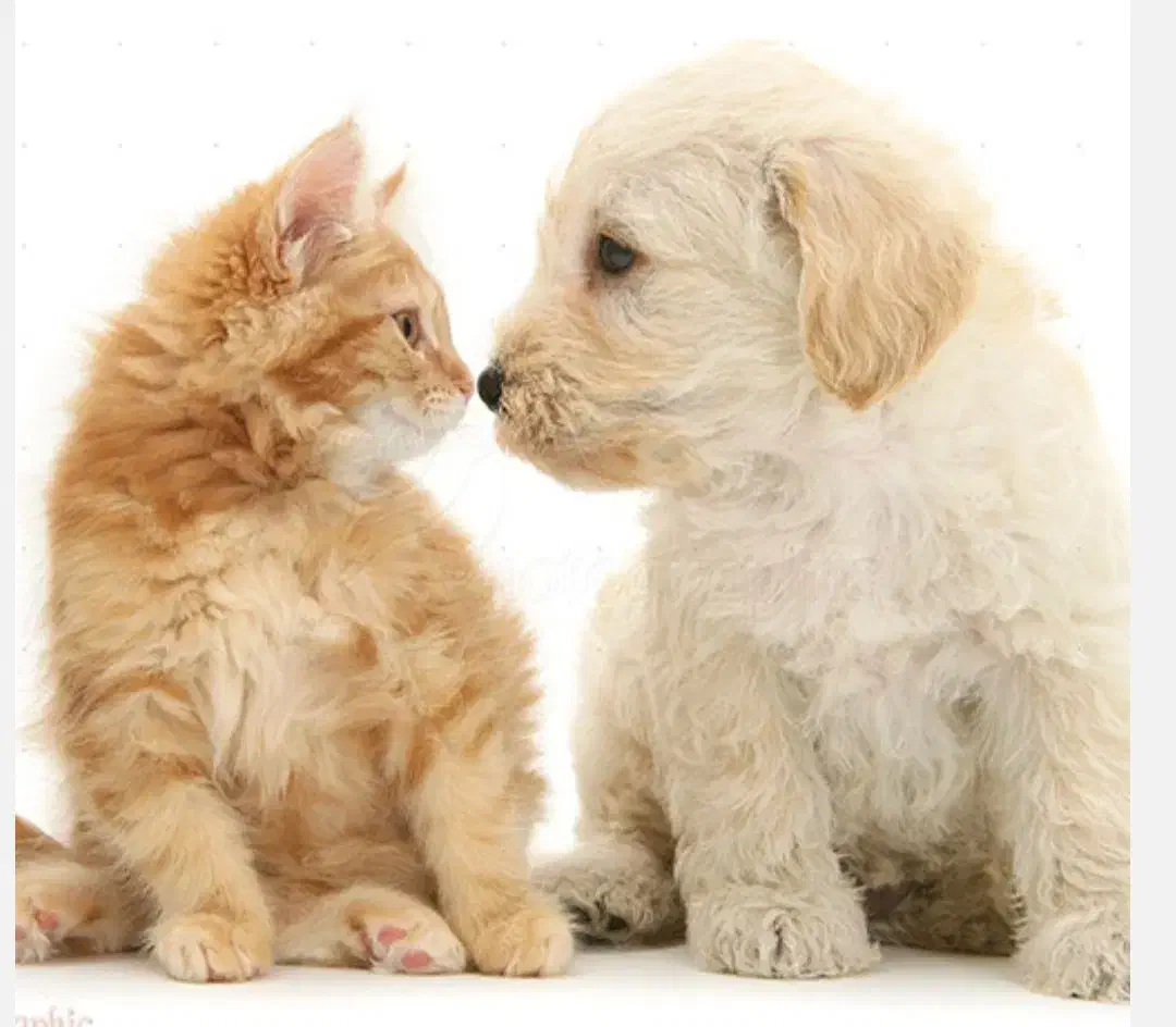 اصلاح و آموزش اصلاح حیوانات|لوازم جانبی حیوانات|کرج, عظیمیه|دیوار