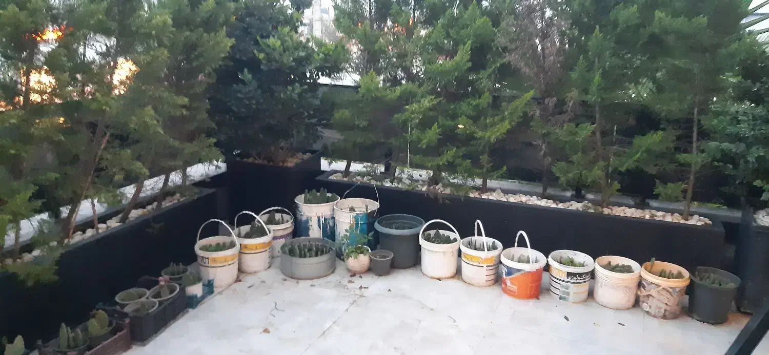 کاکتوس|گل و گیاه طبیعی|تهران, تهرانپارس جنوبی|دیوار