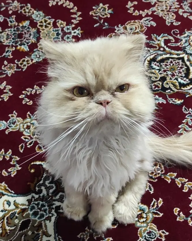 پرشین|گربه|شیراز, قدوسی غربی|دیوار