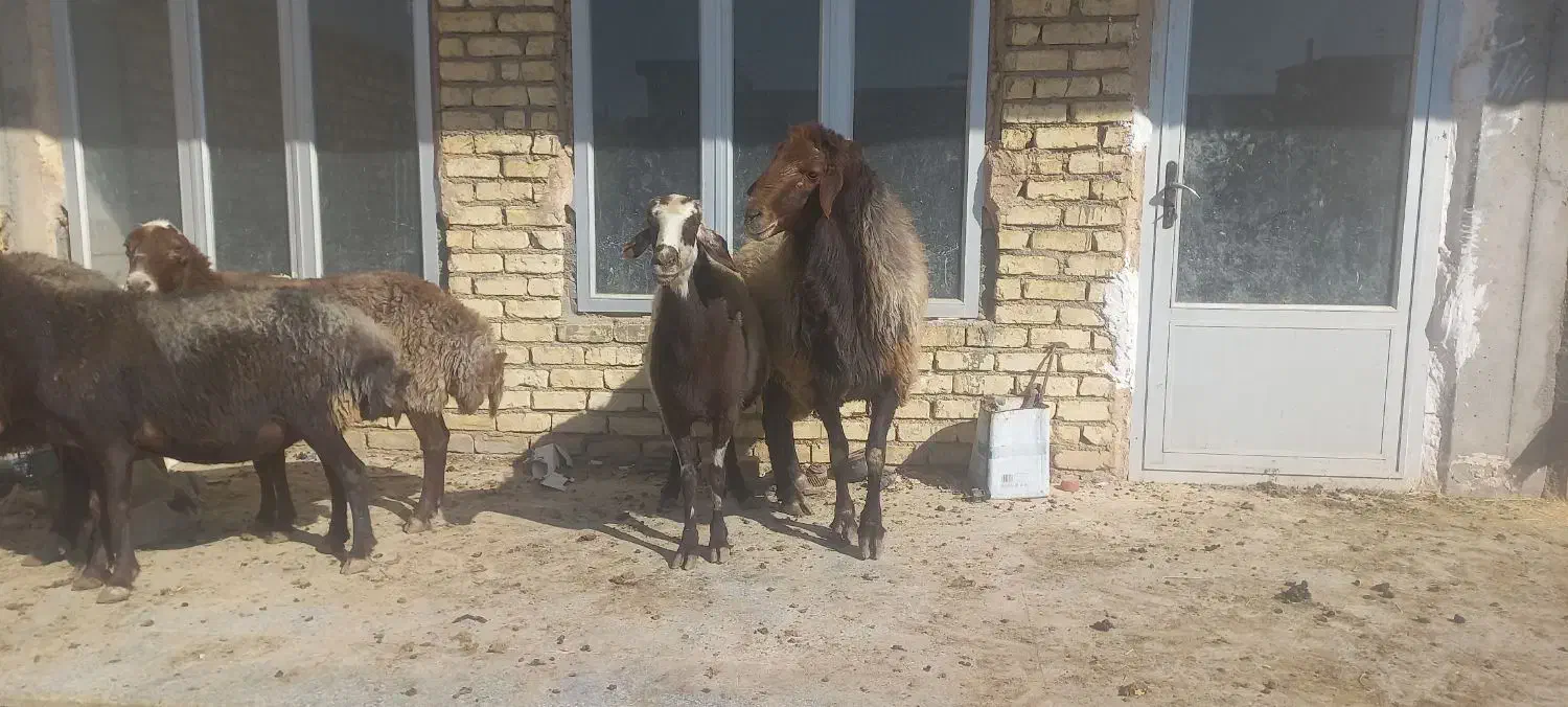 میش قوچ بره|حیوانات مزرعه|مبارکه, |دیوار