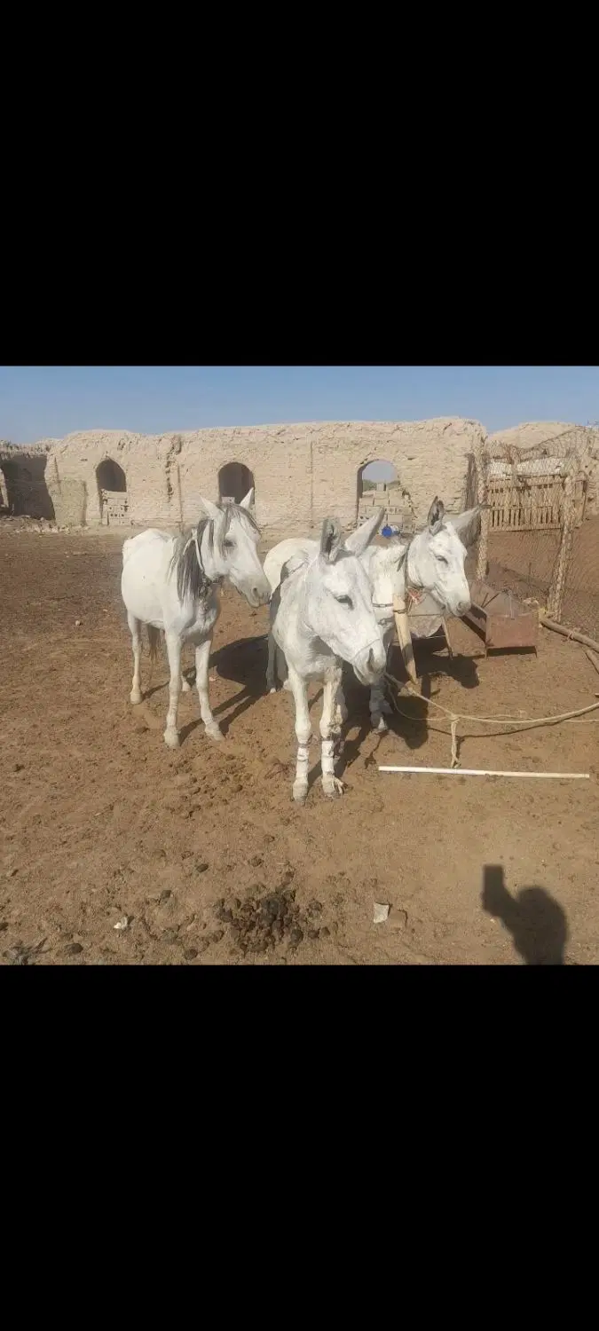 اسب|اسب و تجهیزات اسب‌سواری|ورامین, جعفر آباد اخوان|دیوار