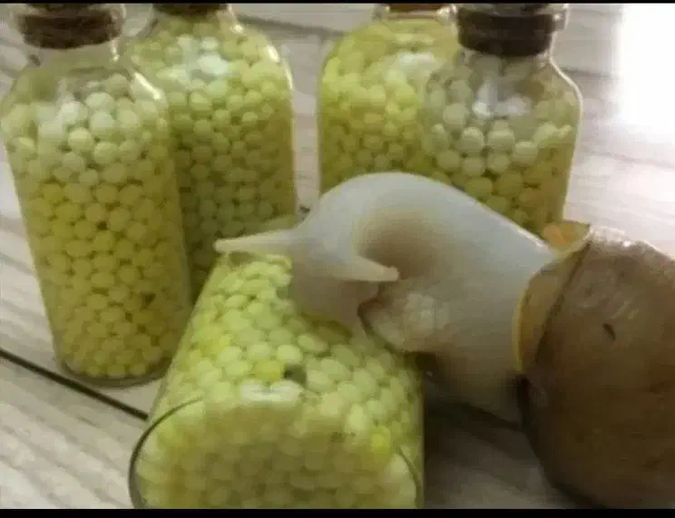 حلزون|خزنده|شهرکرد, |دیوار