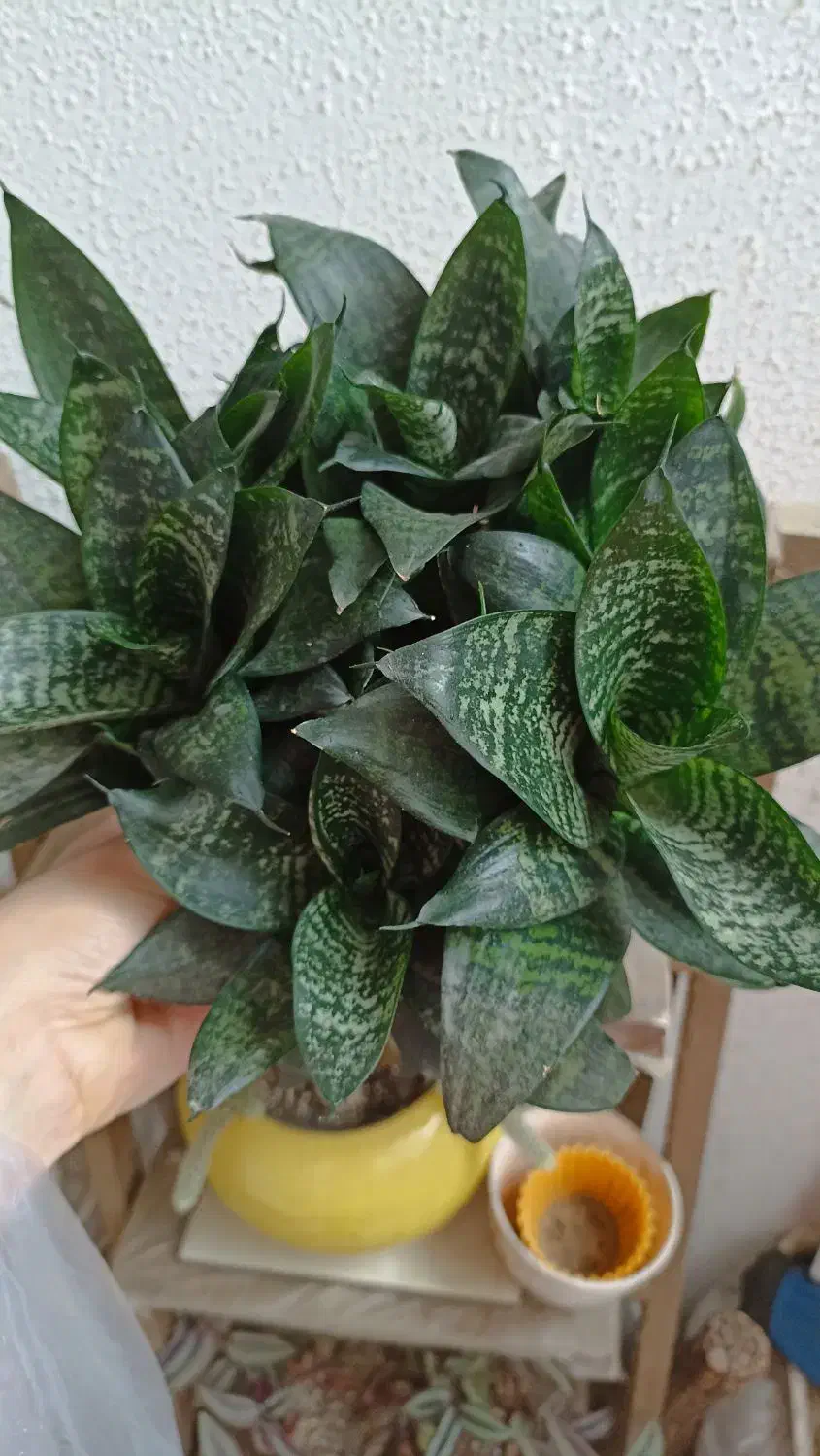 گلهای طبیعی|گل و گیاه طبیعی|رشت, کوی مهر|دیوار