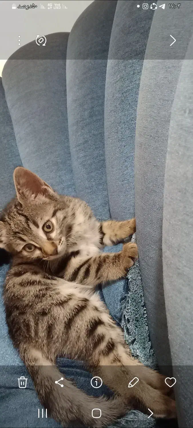 گربه|گربه|شهریار, شهرک وائین|دیوار