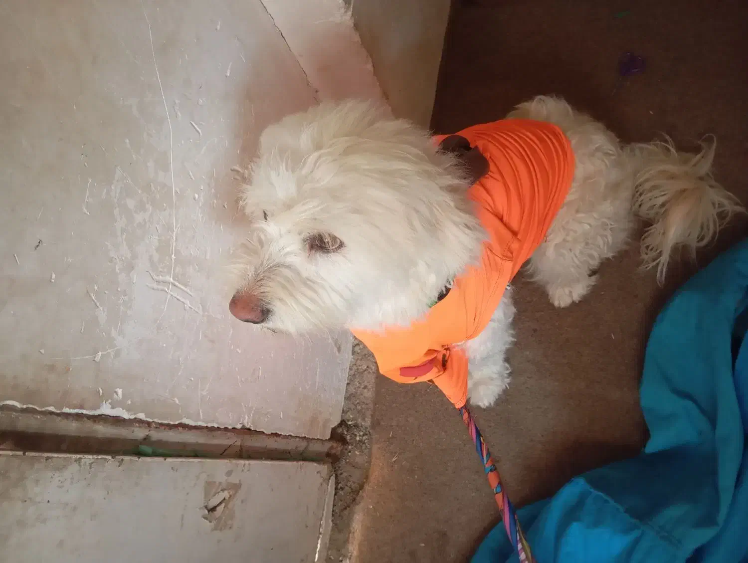 با وفا|سگ|بومهن, |دیوار