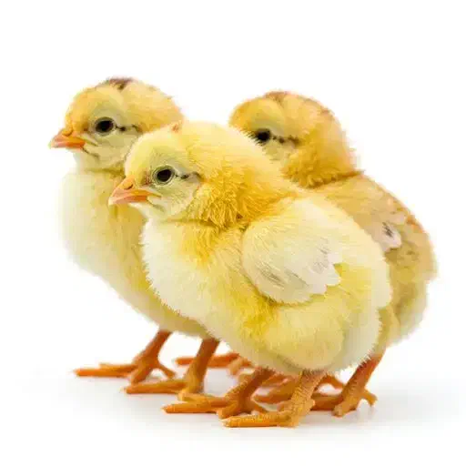 جوجه محلی|حیوانات مزرعه|دهدشت, |دیوار