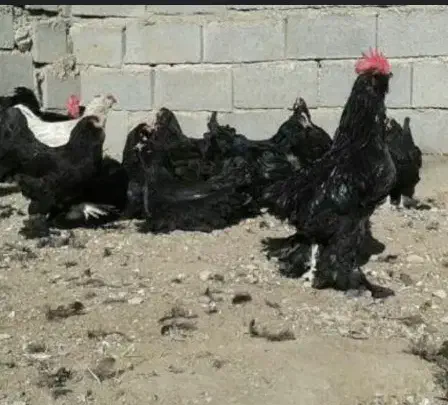 مرغ و خروس مرندی اصل|حیوانات مزرعه|شیراز, گویم|دیوار