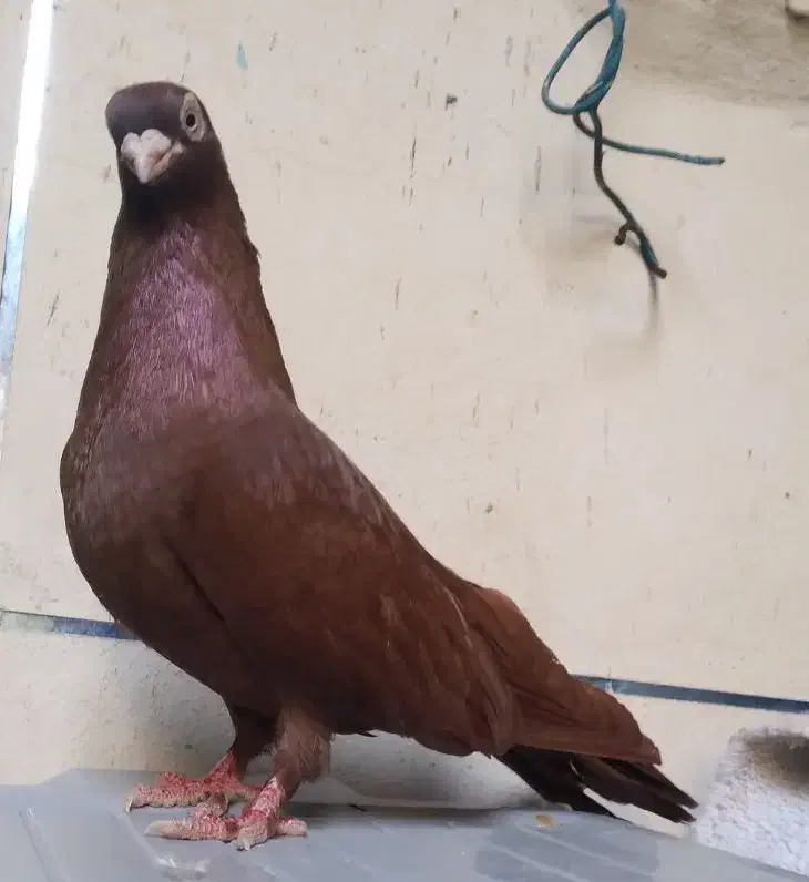 ماده صرب سرخ بشرط تخم امیدیه|پرنده|بندر ماهشهر, |دیوار