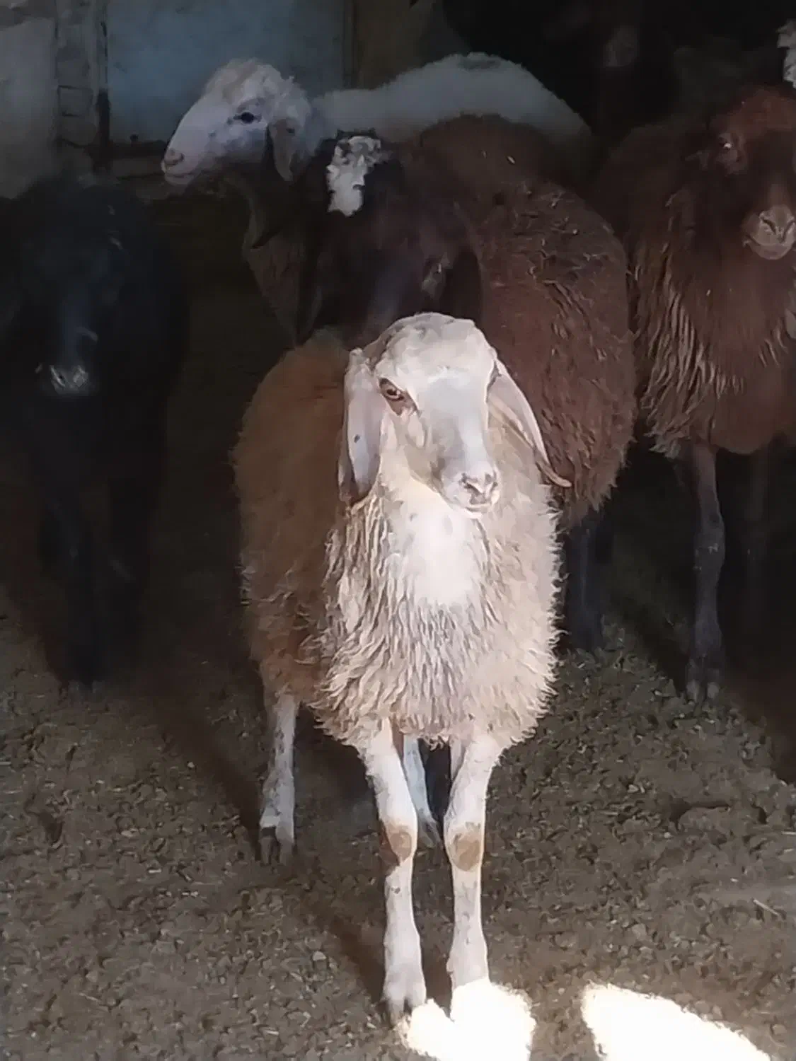 بره نر|حیوانات مزرعه|بهارستان, |دیوار