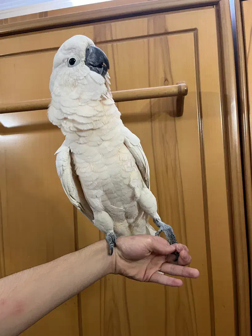 جوجه طوطی کاکادو ملوکان ارا کاسکو راهب|پرنده|تهران, منیریه|دیوار