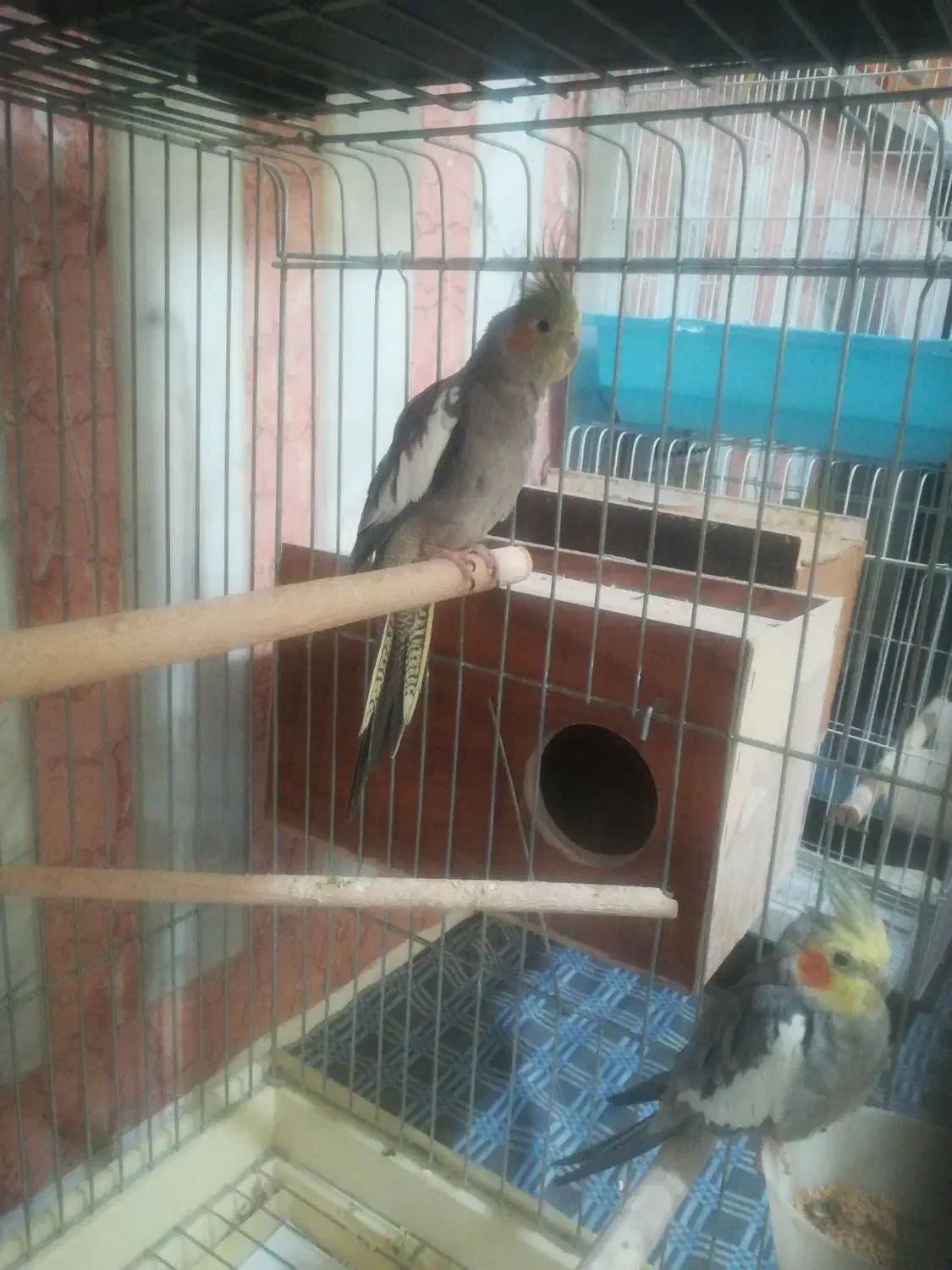 عروس هلندی جفت|پرنده|ارومیه, |دیوار