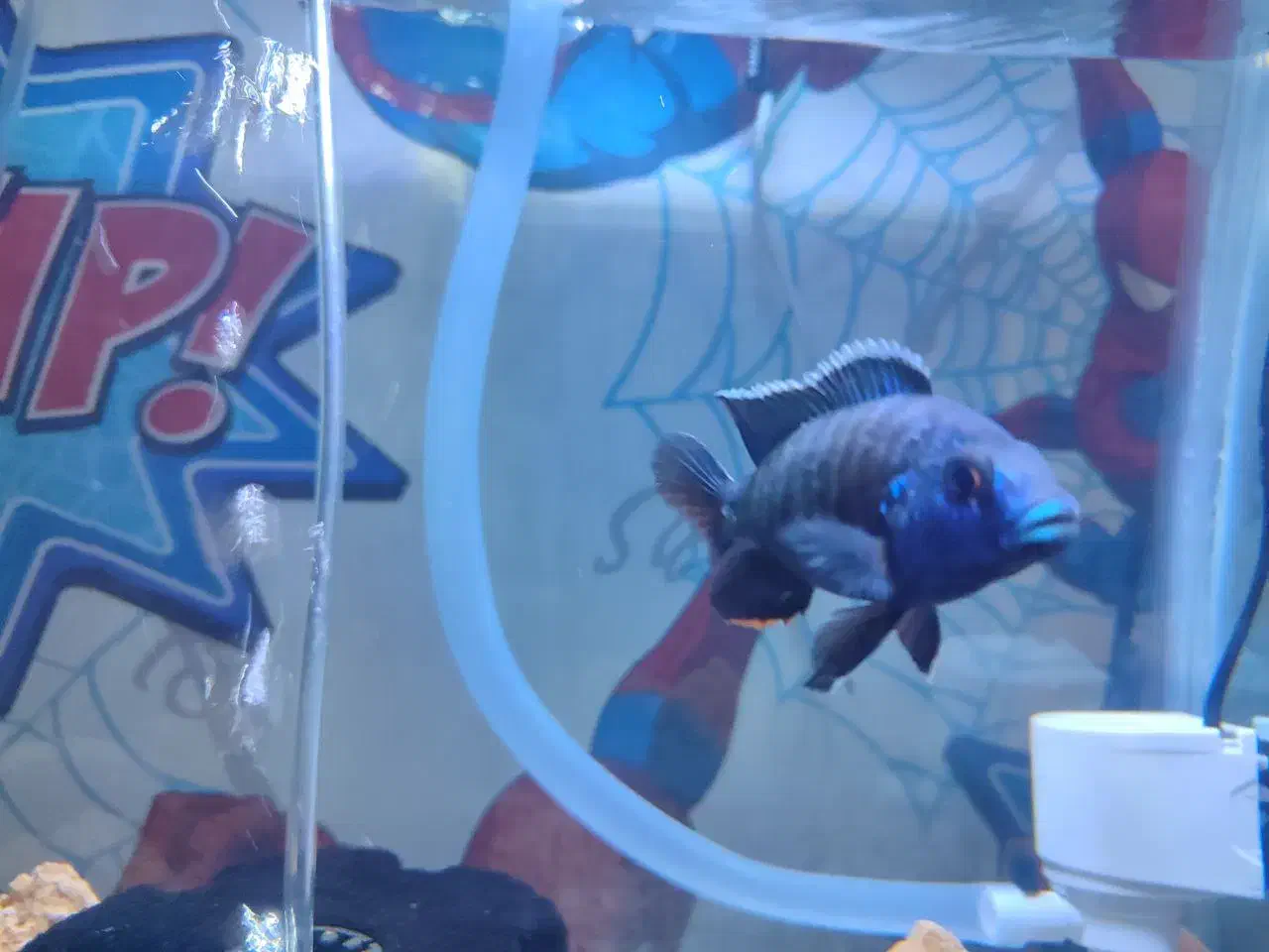 ماهی سیچیلاید مالاوی|ماهی|ساوه, |دیوار