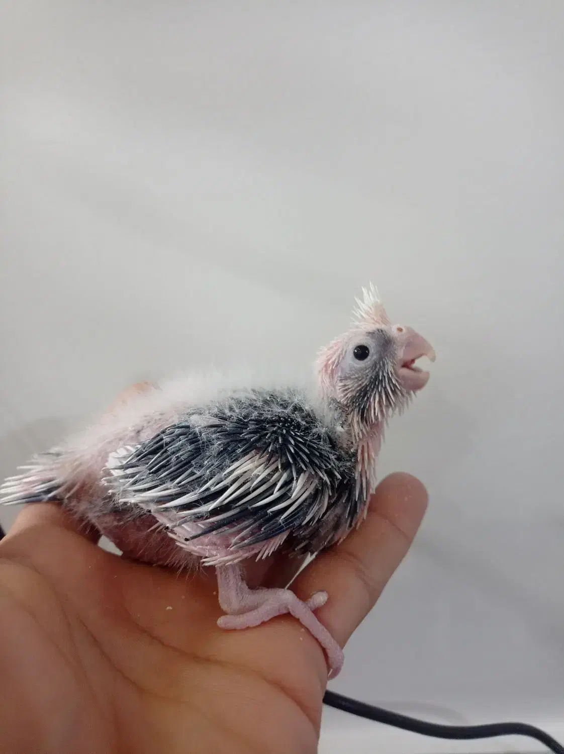 جوجه عروس هلندی|پرنده|زابل, |دیوار