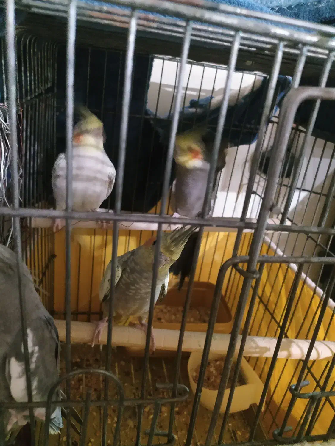 عروس هلندی|پرنده|پرند, فاز ۳|دیوار