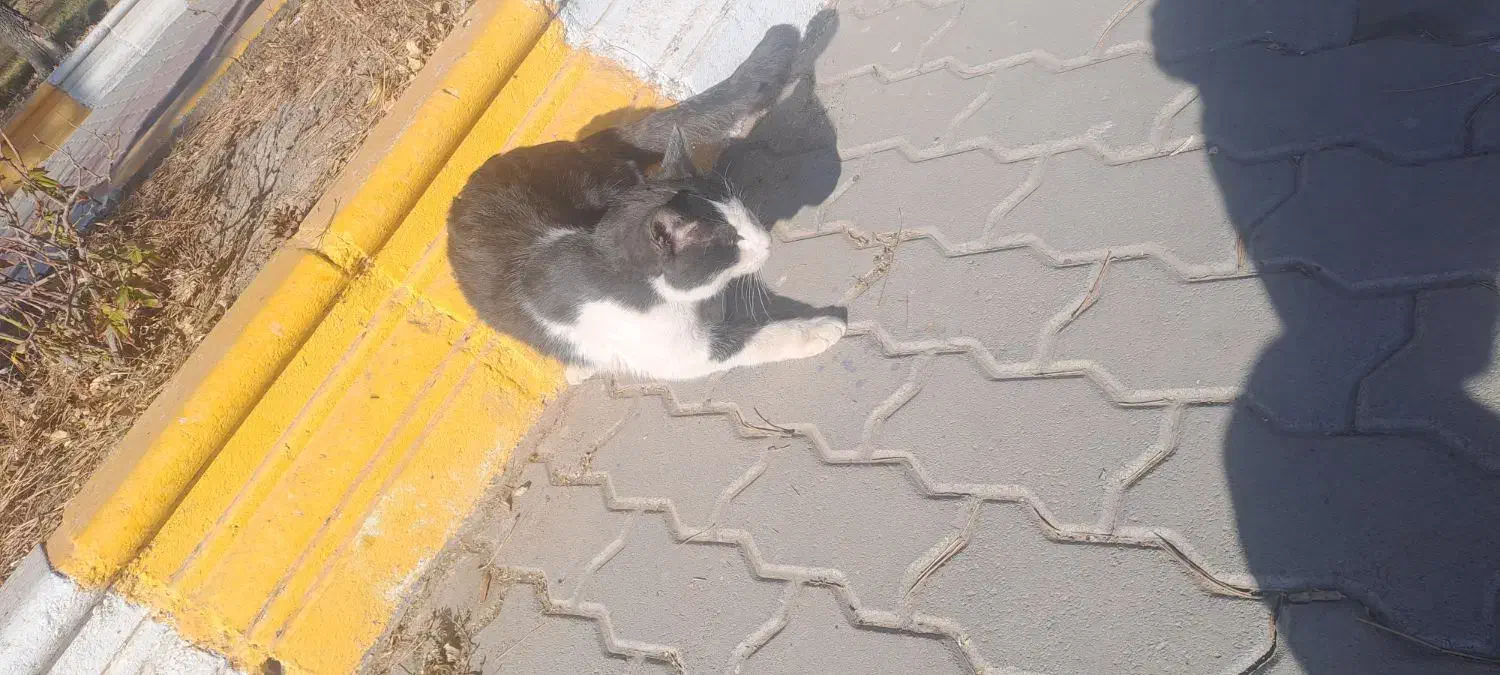 گربه|گربه|اردبیل, |دیوار