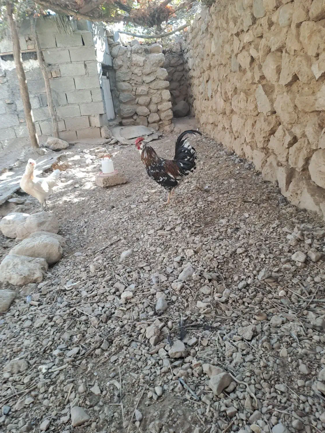 خروس گلین جوان|حیوانات مزرعه|داراب, |دیوار